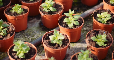 Fototapeta na wymiar Agriculture - flower seedlings in greenhouse