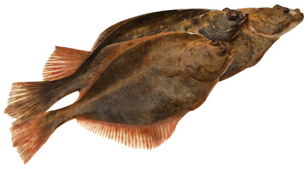 Flatfish isolated