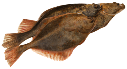 Flatfish isolated