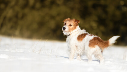Cute happy dog looking in the snow. Walking, hiking with pet in winter, white christmas background.