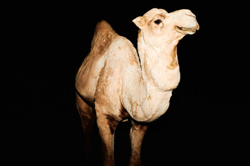 camel isolated on black