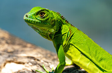 iguana on a tree