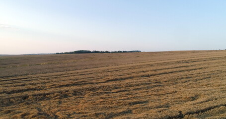 Fototapeta na wymiar Flying Over Wheat Field Agriculture