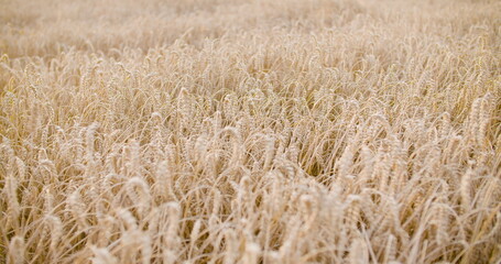 Panning Shot of Wheat Field Close up