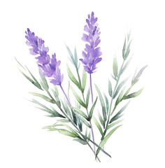 Fototapeta na wymiar watercolor purple lavender with leaves, isolated