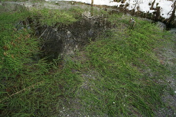 path in the grass