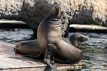 Valencia, Spain - September 24th, 2023: Seal just come out of the water and take sunbathing. Marine animal remains posing.
