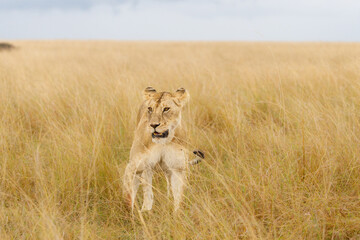 A subadult lioness in open savannah in Masai Mara Kenya
