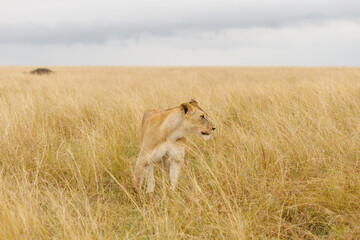 A subadult lioness in open savannah in Masai Mara Kenya