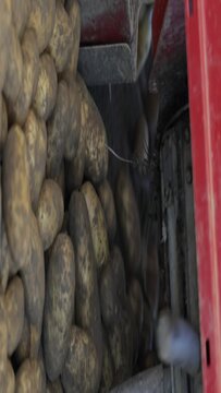 Autumn potatoes harvest