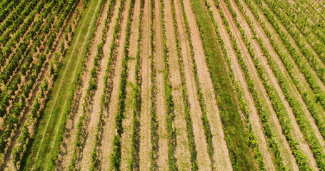 Agriculture Aerial View of Vineyard Vide Production © volf anders