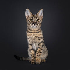 Cute spotted F6 Savannah cat kitten, sitting straight up. Looking towards camera with greenish eyes. Isolated on a black background.