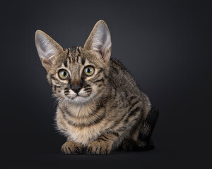 Obraz premium Cute spotted F6 Savannah cat kitten, laying down facing front. Looking towards camera with greenish eyes. Isolated on a black background.