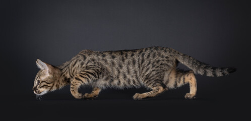 Cute spotted F6 Savannah cat kitten, walking in hunting pose side ways. Looking ahead way from...