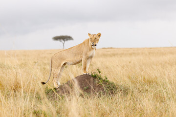 A subadult lioness in open savannah in Masai Mara Kenya