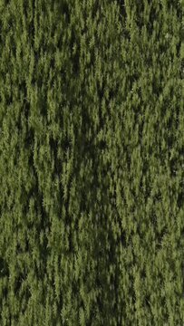 Hemp field in East Tyrol. Aerial schooting