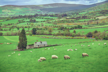 Ireland landscape green pastures with sheep - 688182446