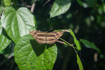 A Chocolate Sailor Butterfly sunbathes with open wings on top of a leaf at Erawan National Park, Kanchanaburi, Thailand.