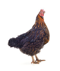 Fototapeta premium One black chicken.