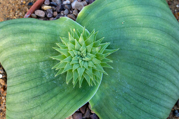 Close-up of a small plant Whiteheadia bifolia with its intricate green glower with elliptical...