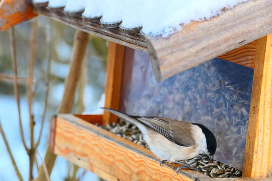 am Vogelh&auml;uschen, Sumpfmeise