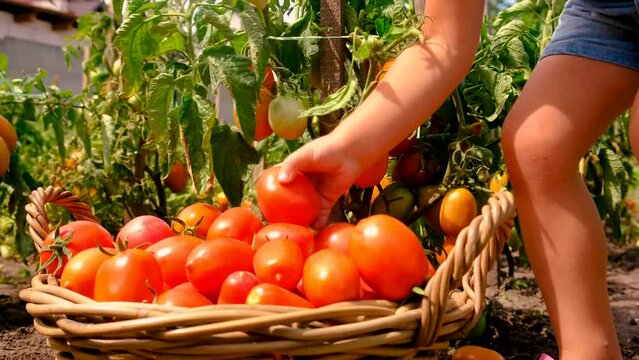 A child in the garden harvests tomatoes. Selective focus.