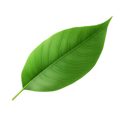Green leaves isolated on transparent background