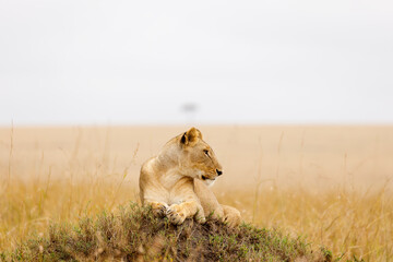 A subadult lioness in open savannah in Masai Mara Kenya