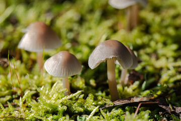 small forest mushrooms, moss and leaves in autumn