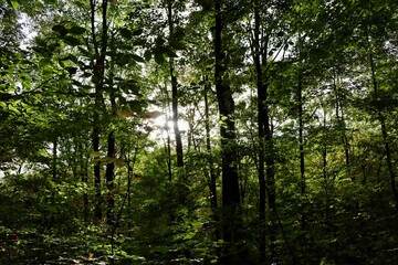 Fototapeta premium The sunlight coming though the tall trees in the woods.
