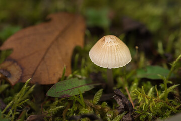small forest mushrooms, moss and leaves in autumn