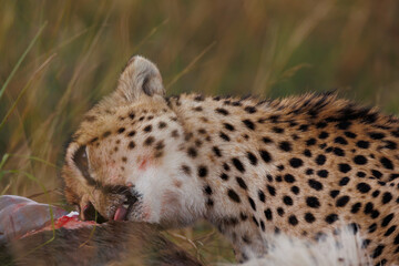 A photo of a Cheetah with a kill, Cheetah is eating the wildebeest, bladder of the kill is seen in the photo with blood.