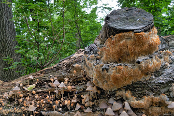 Coprinellus disseminatus, formerly known as Coprinus disseminatus, mushrooms
