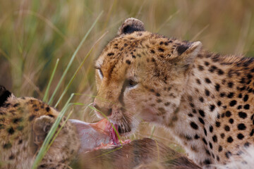 A photo of a Cheetah with a kill, Cheetah is eating the wildebeest, bladder of the kill is seen in the photo with blood.