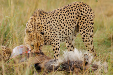 A photo of a Cheetah with a wildebeest kill, Cheetah is eating the wildebeest, bladder of the kill is seen in the photo with blood.