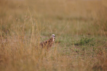 A photo of an African white headed vulture in open grassland, the vulture looks like a juvenile.