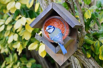 Blue tit bird eating peanut butter with red forest fruits