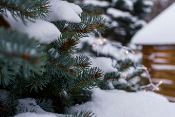 christmas tree in snow near the log cabin