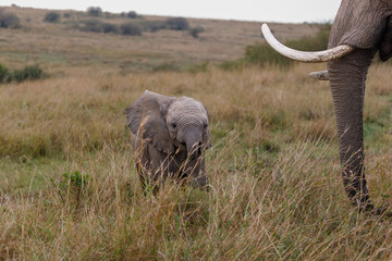 A photo of baby elephant in open savannah in Masai Mara kenya looking straight into the camera.