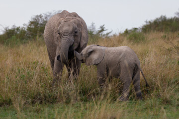 Naklejka na ściany i meble A photo of baby elephant and subadult elephant in open savannah in Masai Mara kenya looking straight into the camera.