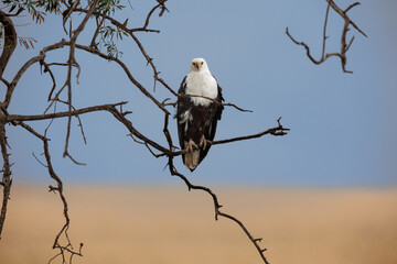 A photo of African fish eagle looking straight at the camera against beautiful blue sky background. The photo has a lot of contrast in the background, smooth background,