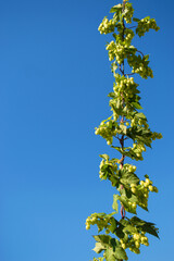 Green climbing plant Hops ordinaryon with ripe cones a blue background. Agricultural backdrop,...