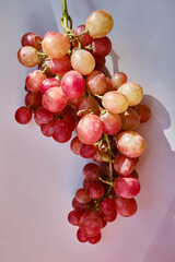Bunch of grapes on a light background. Hand-picked ripe grapes close-up. Red grapes. Fresh juicy berries. Healthy organic sweet fruits. Delicious autumn natural dessert. Vitamin diet