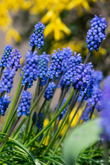 Muscari armeniacum ornamental springtime flowers in bloom, Armenian grape hyacinth flowering blue plants in the garden - obrazy, fototapety, plakaty