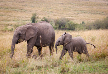 A photo of baby elephant and subadult elephant in open savannah in Masai Mara kenya looking straight into the camera.