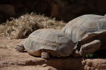 Desert tortoise in close-up. Wild animals in an enclosure. Turtle shell.