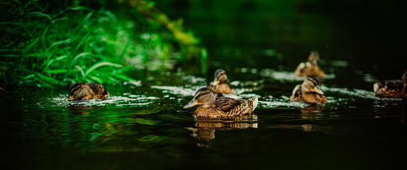 A flock of brown wild ducks swims in a forest river in the summer, and green grass grows along the...