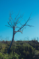 Obraz na płótnie Canvas Vertrockneter Baum vor blauem Himmel