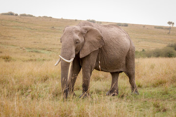 Naklejka na ściany i meble A photo of a subadult elephant with tusk in open savannah in Masai Mara Kenya looking straight into the camera.