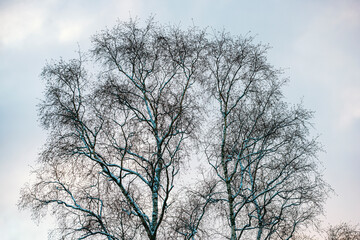 trees in winter,nacka,sverige,sweden,Mats,forest